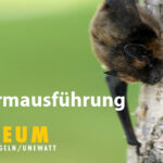Abgesagt: Fledermausführung für Groß und Klein