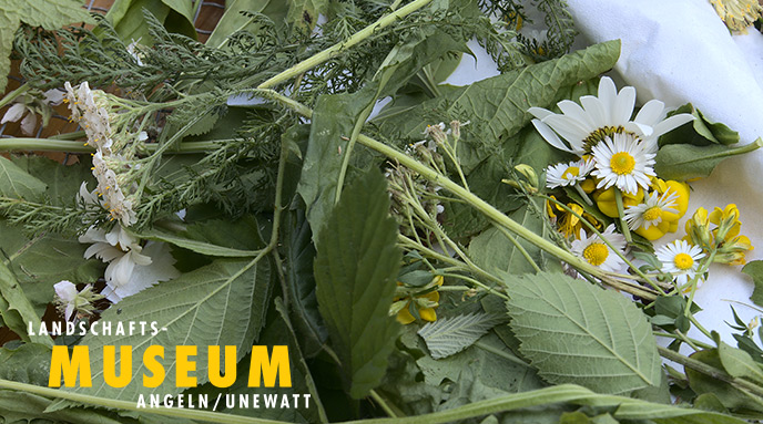 Heimisches Sommerkraut