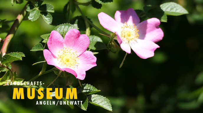 Kräutermärchen für Erwachsene