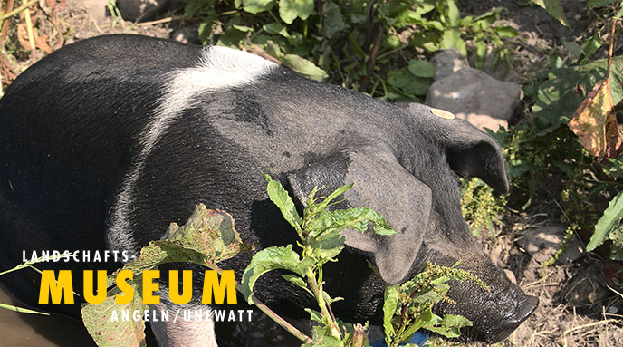 Lesung - „Bauer Witthus im Jahr des Schweins“