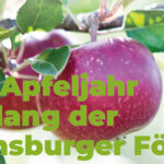 Apfelfest zum Mitmachen – gemeinsam kochen, backen & genießen!